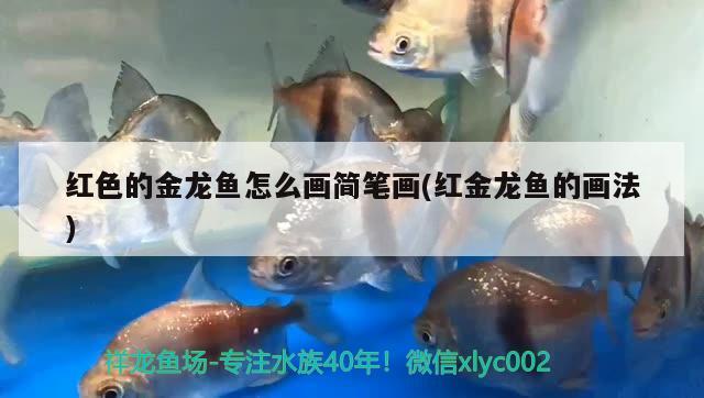 紅色的金龍魚怎么畫簡筆畫(紅金龍魚的畫法) 馬拉莫寶石魚 第2張