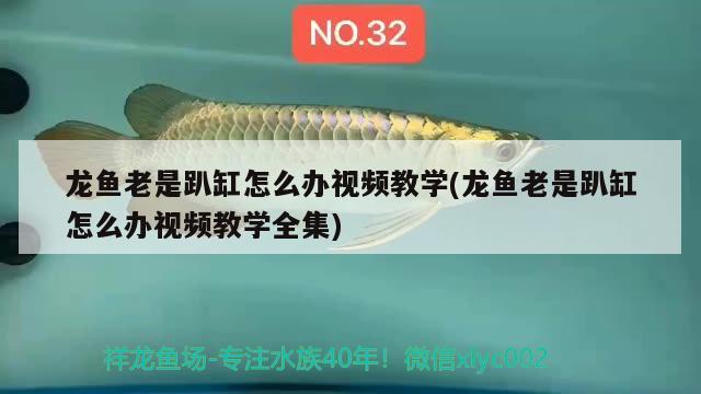 龍魚(yú)老是趴缸怎么辦視頻教學(xué)(龍魚(yú)老是趴缸怎么辦視頻教學(xué)全集)