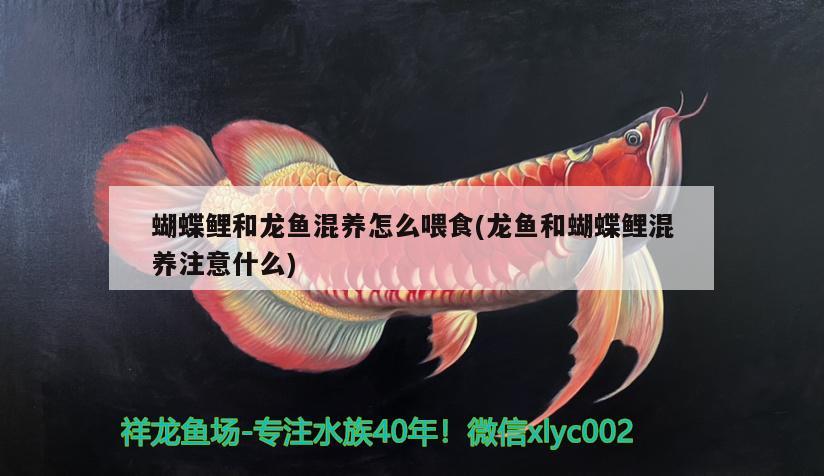 蝴蝶鯉和龍魚混養(yǎng)怎么喂食(龍魚和蝴蝶鯉混養(yǎng)注意什么) 蝴蝶鯉