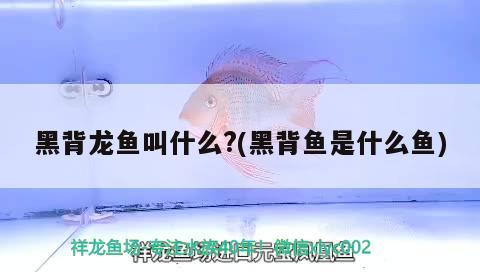 黑背龍魚叫什么?(黑背魚是什么魚)