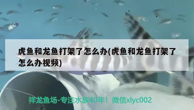 飼養(yǎng)龍魚最佳溫度是多少合適(養(yǎng)龍魚最佳水溫) 眼斑魚 第1張