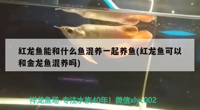 紅龍魚(yú)能和什么魚(yú)混養(yǎng)一起養(yǎng)魚(yú)(紅龍魚(yú)可以和金龍魚(yú)混養(yǎng)嗎) 廣州水族器材濾材批發(fā)市場(chǎng)