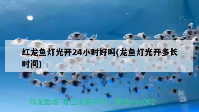 紅龍魚燈光開24小時(shí)好嗎(龍魚燈光開多長(zhǎng)時(shí)間) 藍(lán)底過背金龍魚