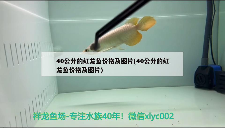 40公分的紅龍魚價(jià)格及圖片(40公分的紅龍魚價(jià)格及圖片)