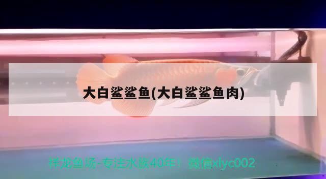 龍魚的外形特點（龍魚是哪個國家的品牌） 申古銀版魚 第2張