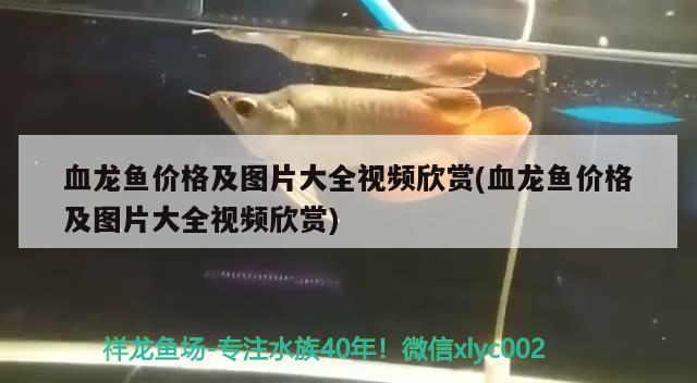 血龍魚價格及圖片大全視頻欣賞(血龍魚價格及圖片大全視頻欣賞)