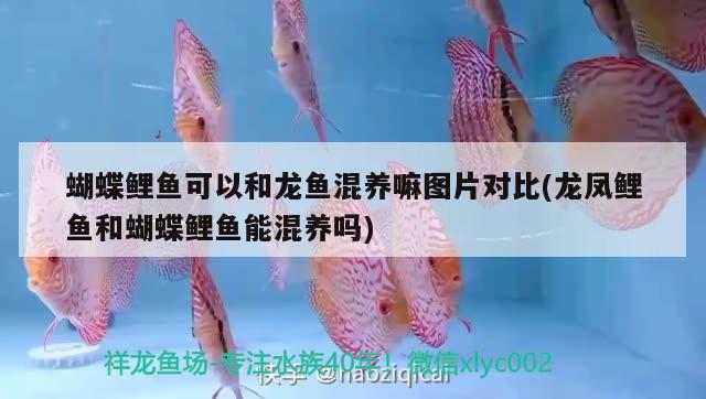 蝴蝶鯉魚可以和龍魚混養(yǎng)嘛圖片對(duì)比(龍鳳鯉魚和蝴蝶鯉魚能混養(yǎng)嗎)