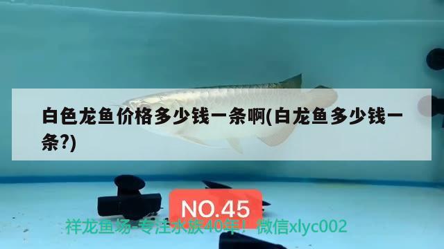 白色龍魚價格多少錢一條啊(白龍魚多少錢一條?) 委內(nèi)瑞拉奧里諾三間魚苗