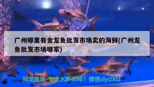 關(guān)刀和龍魚混養(yǎng)(關(guān)刀魚能和銀龍魚混養(yǎng)嗎) 銀龍魚百科