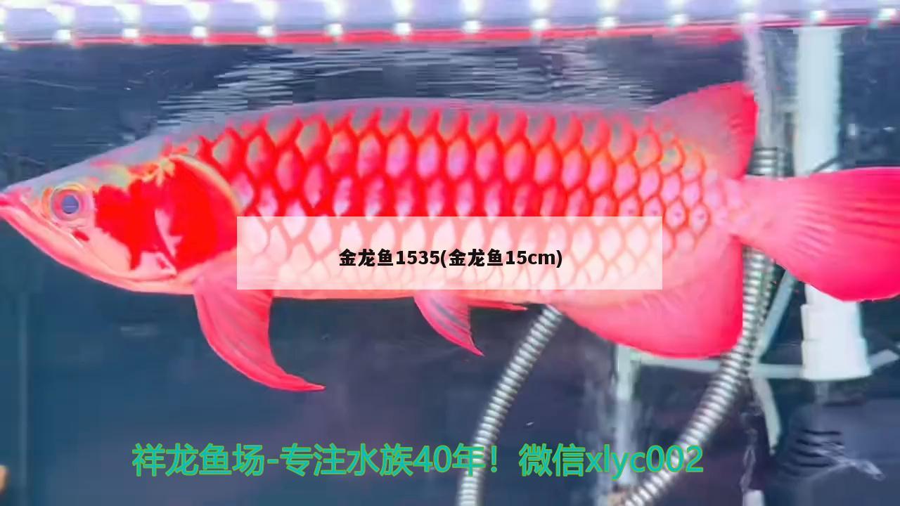 金龍魚(yú)1535(金龍魚(yú)15cm) PH調(diào)節(jié)劑