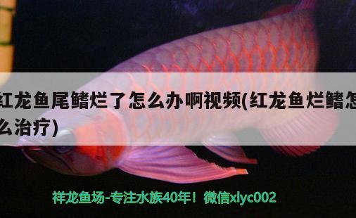 紅龍魚尾鰭爛了怎么辦啊視頻(紅龍魚爛鰭怎么治療) 狗仔招財貓魚