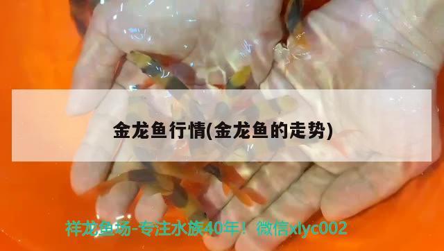 金龍魚行情(金龍魚的走勢)