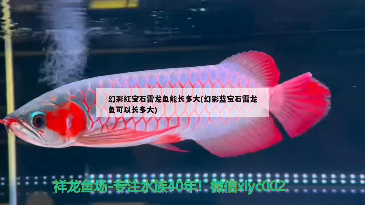 幻彩紅寶石雷龍魚能長多大(幻彩藍寶石雷龍魚可以長多大) 養(yǎng)魚知識