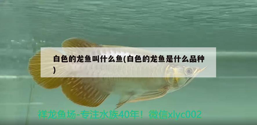 白色的龍魚(yú)叫什么魚(yú)(白色的龍魚(yú)是什么品種)