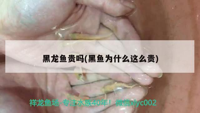 黑龍魚貴嗎(黑魚為什么這么貴) 巴卡雷龍魚