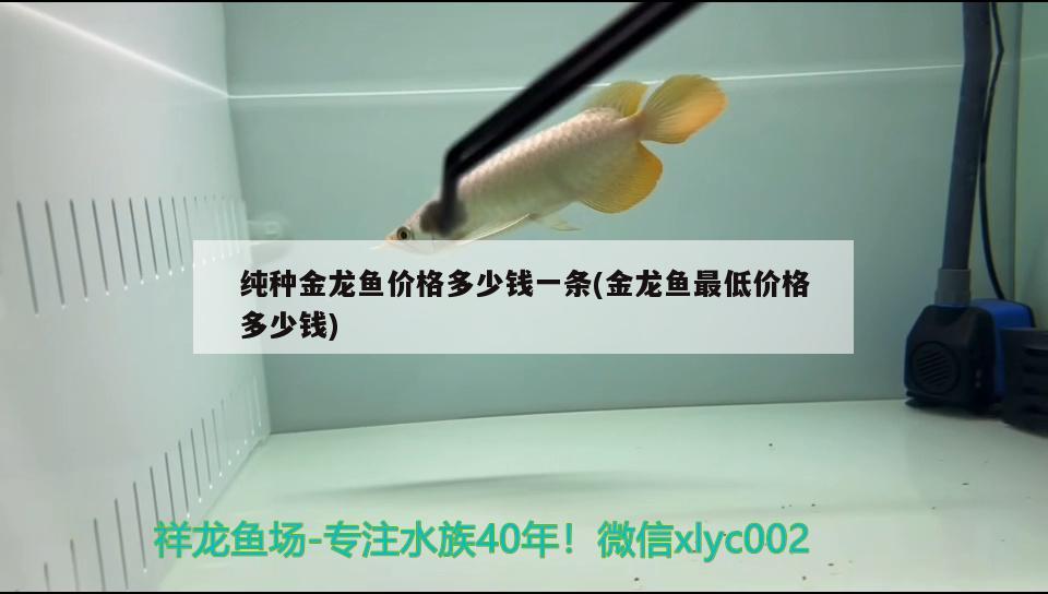 純種金龍魚價格多少錢一條(金龍魚最低價格多少錢)