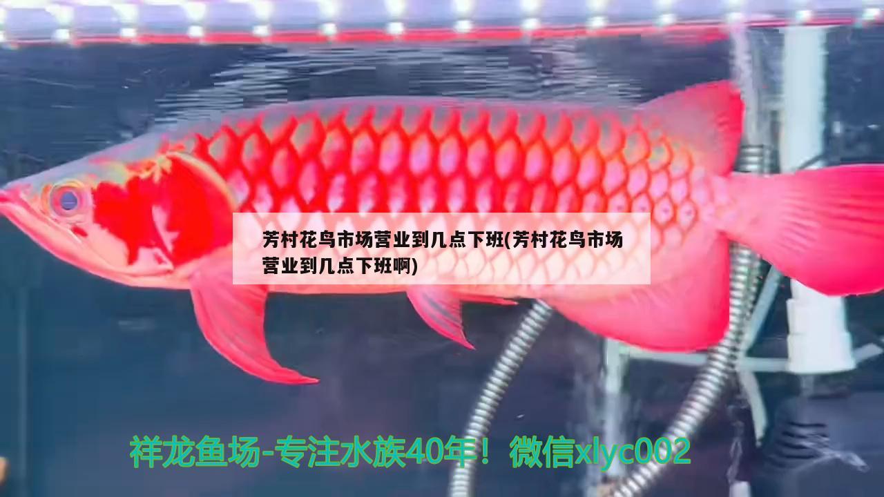 新手養(yǎng)龍魚容易死魚嗎：龍魚快養(yǎng)