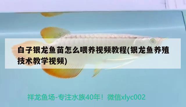 白子銀龍魚(yú)苗怎么喂養(yǎng)視頻教程(銀龍魚(yú)養(yǎng)殖技術(shù)教學(xué)視頻) 白子銀龍魚(yú)苗