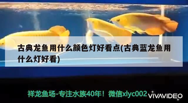 古典龍魚用什么顏色燈好看點(古典藍龍魚用什么燈好看)