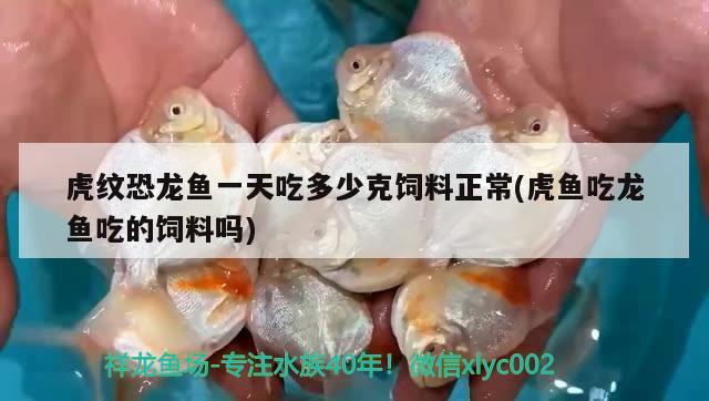 虎紋恐龍魚一天吃多少克飼料正常(虎魚吃龍魚吃的飼料嗎)