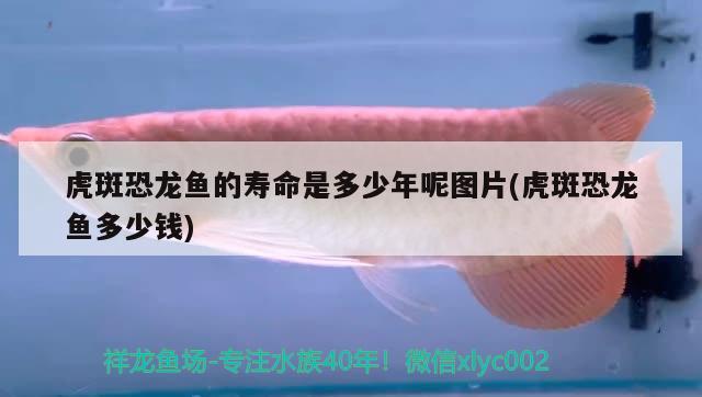 虎斑恐龍魚的壽命是多少年呢圖片(虎斑恐龍魚多少錢)