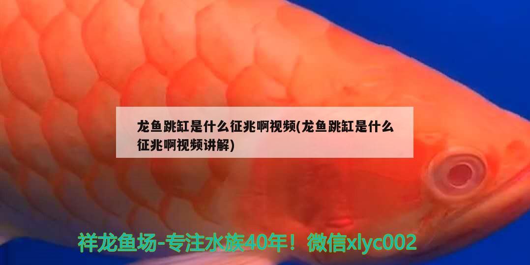 龍魚跳缸是什么征兆啊視頻(龍魚跳缸是什么征兆啊視頻講解)