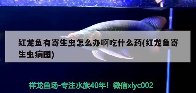 紅龍魚有寄生蟲怎么辦啊吃什么藥(紅龍魚寄生蟲病圖) 暹羅巨鯉