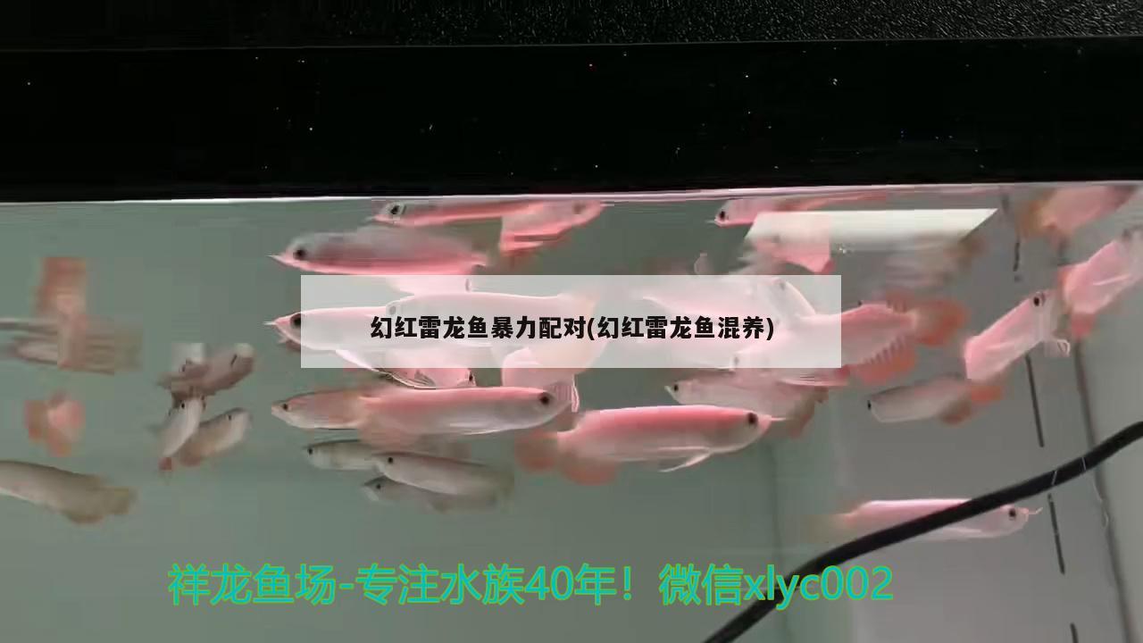 幻紅雷龍魚暴力配對(幻紅雷龍魚混養(yǎng)) 魚缸水質(zhì)穩(wěn)定劑