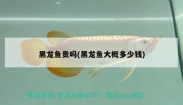 鞍山魚市觀賞魚批發(fā)市場經(jīng)銷商電話是多少（鞍山魚市觀賞魚批發(fā)市場經(jīng)銷商電話是多少號）