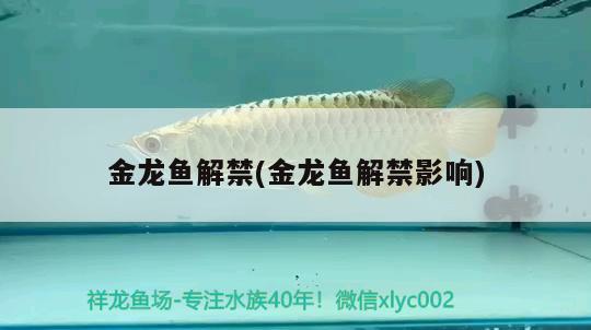 湘西土家族苗族自治州水族批發(fā)市場（徐州有觀賞魚批發(fā)市場嗎） 金龍福龍魚 第2張