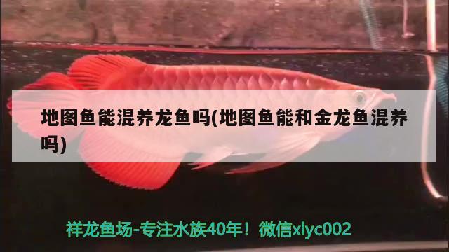 地圖魚能混養(yǎng)龍魚嗎(地圖魚能和金龍魚混養(yǎng)嗎) 廣州水族批發(fā)市場