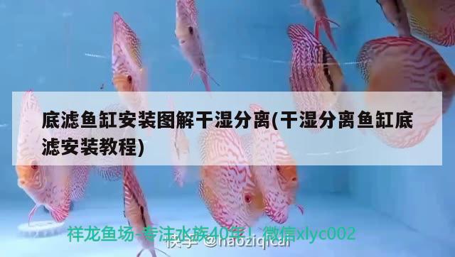 底濾魚(yú)缸安裝圖解干濕分離(干濕分離魚(yú)缸底濾安裝教程)