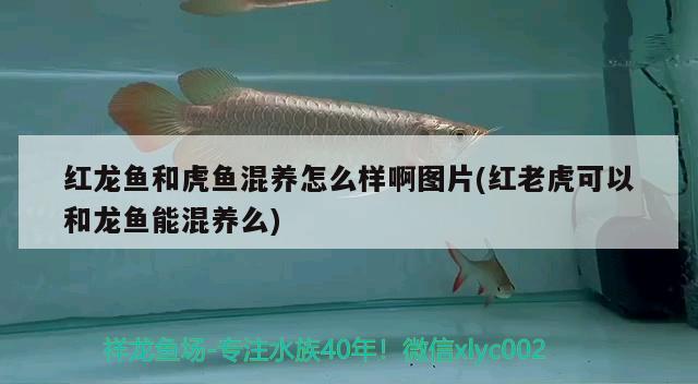 紅龍魚和虎魚混養(yǎng)怎么樣啊圖片(紅老虎可以和龍魚能混養(yǎng)么) 紅老虎魚