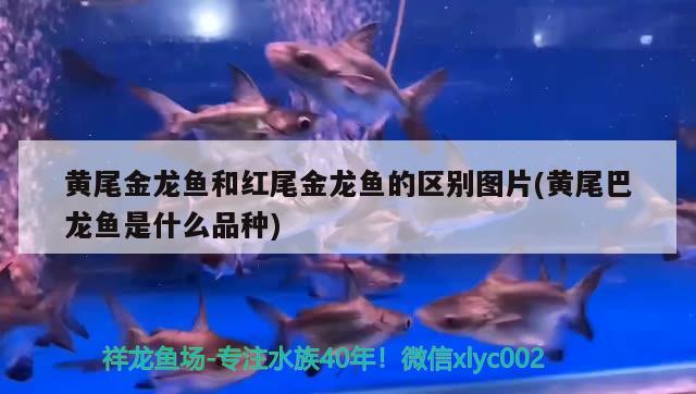 黃尾金龍魚和紅尾金龍魚的區(qū)別圖片(黃尾巴龍魚是什么品種) 祥龍龍魚魚糧