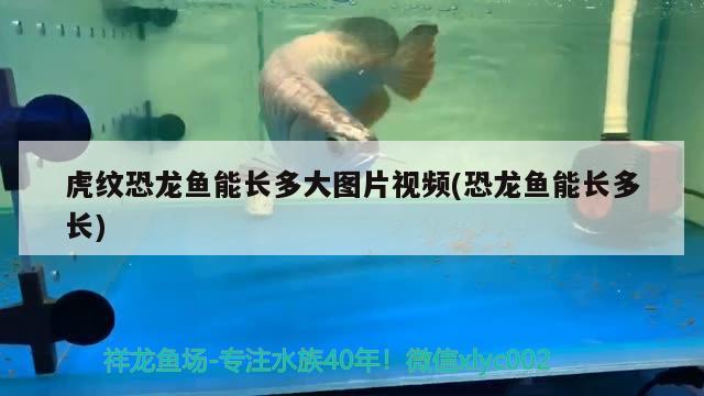 虎紋恐龍魚能長多大圖片視頻(恐龍魚能長多長)