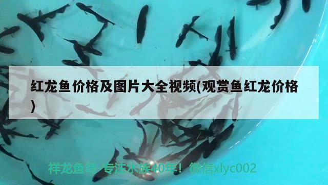 紅龍魚價(jià)格及圖片大全視頻(觀賞魚紅龍價(jià)格)