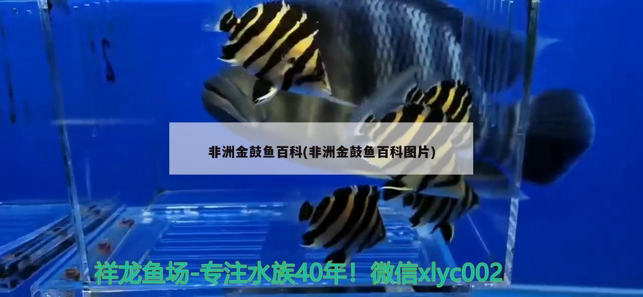 非洲金鼓魚百科(非洲金鼓魚百科圖片)