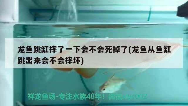 龍魚跳缸摔了一下會不會死掉了(龍魚從魚缸跳出來會不會摔壞) 成吉思汗鯊（球鯊）魚