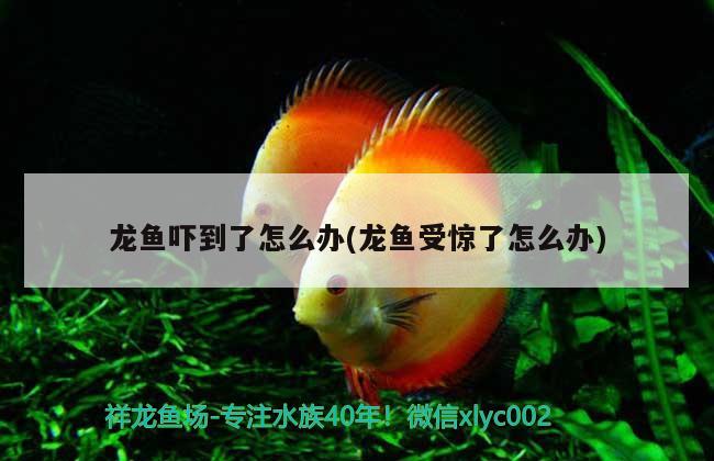 龍魚嚇到了怎么辦(龍魚受驚了怎么辦)