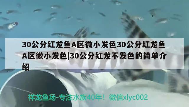 30公分紅龍魚A區(qū)微小發(fā)色30公分紅龍魚A區(qū)微小發(fā)色|30公分紅龍不發(fā)色的簡單介紹