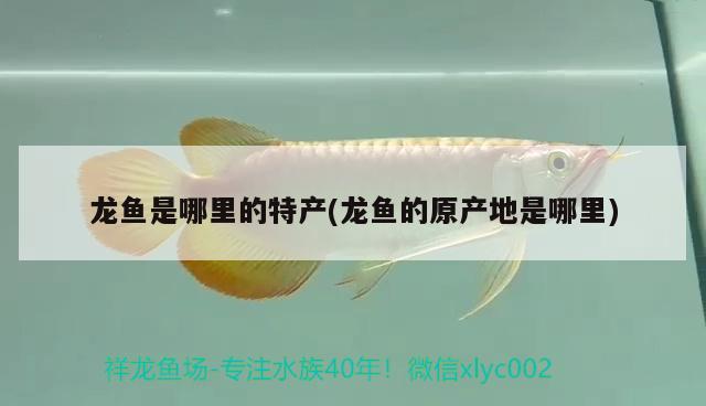 紅龍魚(yú)的正確飼養(yǎng)方法視頻教程大全下載安裝（紅龍魚(yú)的正確飼養(yǎng)方法視頻教程大全下載安裝） 印尼紅龍魚(yú) 第2張