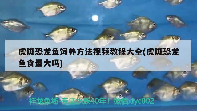 虎斑恐龍魚(yú)飼養(yǎng)方法視頻教程大全(虎斑恐龍魚(yú)食量大嗎)