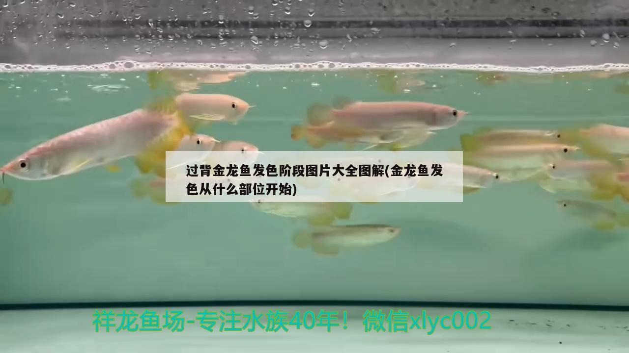 過背金龍魚發(fā)色階段圖片大全圖解(金龍魚發(fā)色從什么部位開始) 金龍魚百科