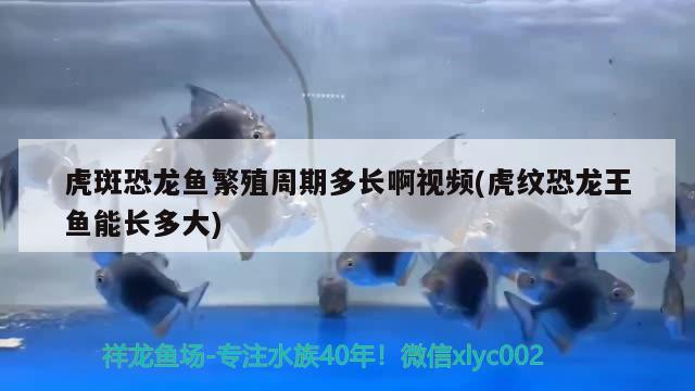 虎斑恐龍魚繁殖周期多長(zhǎng)啊視頻(虎紋恐龍王魚能長(zhǎng)多大)