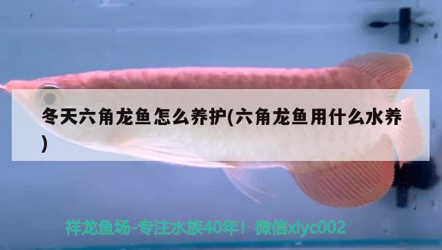 冬天六角龍魚怎么養(yǎng)護(hù)(六角龍魚用什么水養(yǎng)) 觀賞龜/鱉飼料