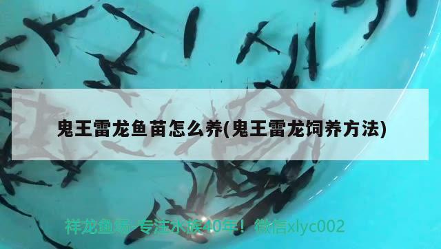 鬼王雷龍魚苗怎么養(yǎng)(鬼王雷龍飼養(yǎng)方法) 金龍魚百科 第2張