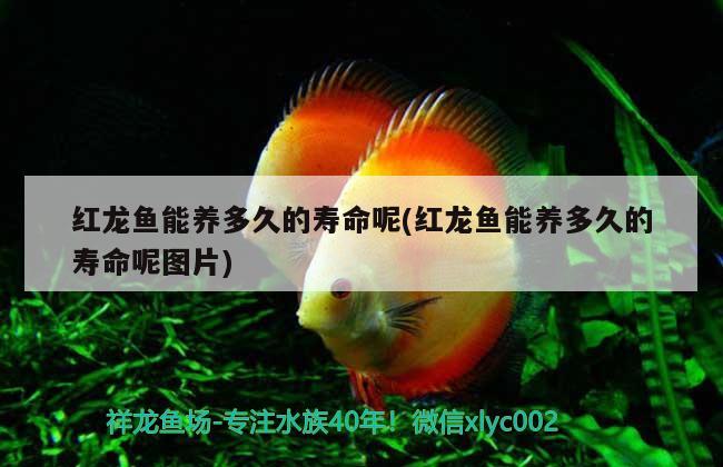 廣州市金龍魚總經(jīng)銷商電話(廣州市金龍魚總經(jīng)銷商電話地址) 野彩魚