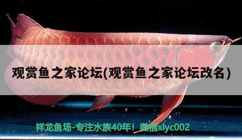 觀賞魚之家論壇(觀賞魚之家論壇改名) 申古銀版魚