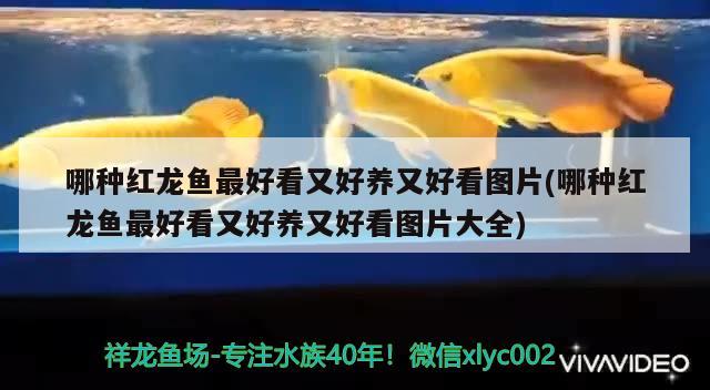 哪種紅龍魚最好看又好養(yǎng)又好看圖片(哪種紅龍魚最好看又好養(yǎng)又好看圖片大全)