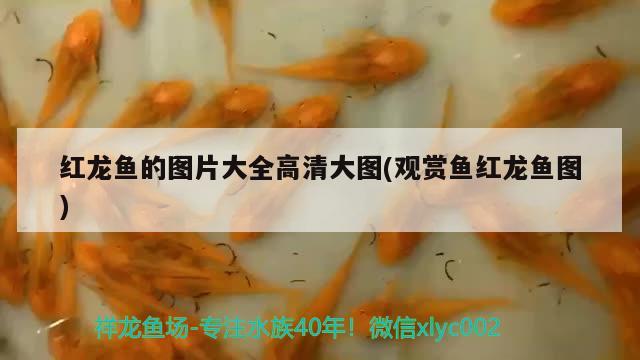 紅龍魚的圖片大全高清大圖(觀賞魚紅龍魚圖) 潛水泵